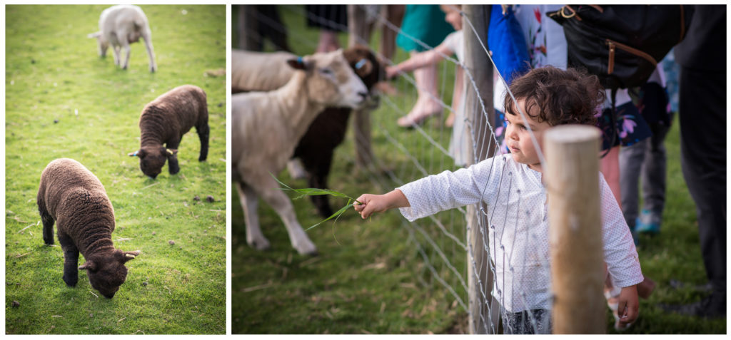 south farm animals